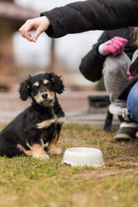 Delicious Homemade Dog Food Recipes