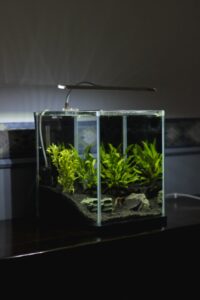 Best Fish Tank Filters for Beginners