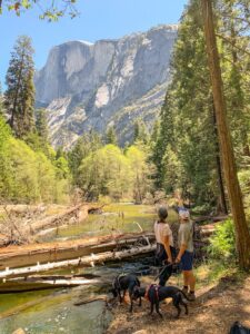 Pet-friendly travel destinations in the US
