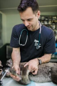 Pet dental care: Importance and how to maintain