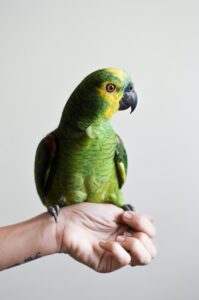 How to Teach Your Parrot to Speak on Command