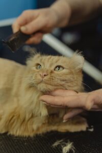 The Benefits of Grooming Your Cat Regularly