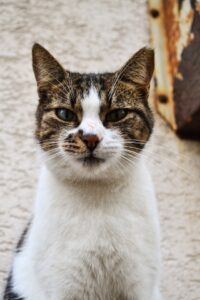 Adopting a Senior Cat