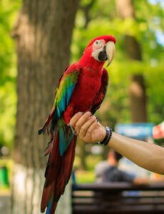 Best Pet Birds for Beginners