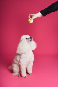 Common Dog Training Mistakes